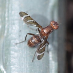 Tritoxa cuneata