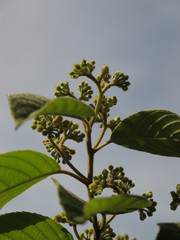 Frangula sphaerosperma