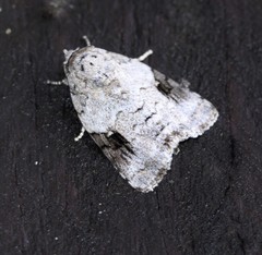 Blenina lichenopa