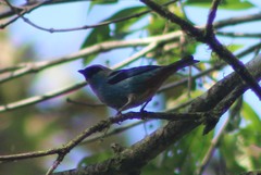 Tangara labradorides