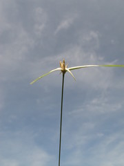 Rhynchospora nervosa