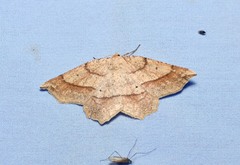 Euchlaena marginaria