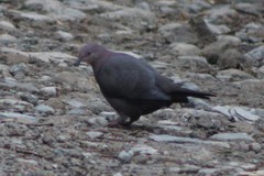 Patagioenas plumbea