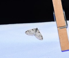 Lobophora nivigerata