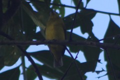 Chlorothraupis stolzmanni