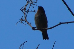 Ixothraupis rufigula