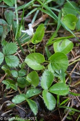 Viola blanda
