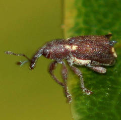 Encosmia cornuta