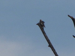 Melanerpes aurifrons