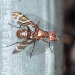 Tritoxa cuneata