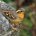 Varied Thrush - Photo (c) Minette Layne, some rights reserved (CC BY-SA)