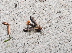 Synanthedon acerrubri