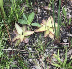 Pinguicula planifolia