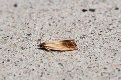 Eucosma umbrastriana