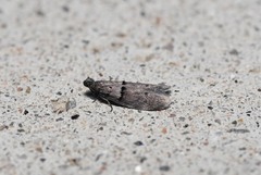 Wockia asperipunctella