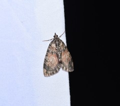 Hydriomena perfracta