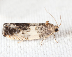 Pseudosciaphila duplex