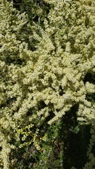 Adenostoma fasciculatum