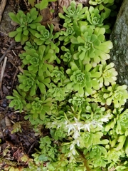 Sedum glaucophyllum