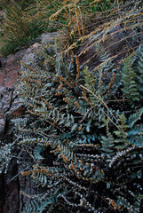 Cheilanthes buchtienii