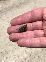 Okanagana fratercula