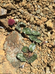 Asclepias solanoana