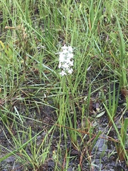 Platanthera nivea