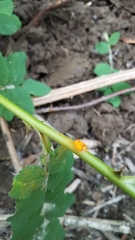 Phragmidium mucronatum