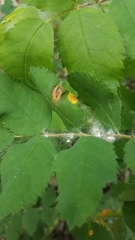 Phragmidium mucronatum