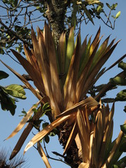 Tillandsia fendleri