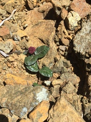 Asclepias solanoana