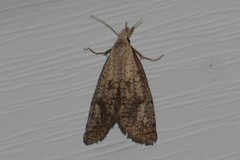 Acrolophus mortipennella