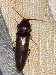 Melanotus castanipes