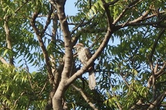 Eudynamys scolopaceus