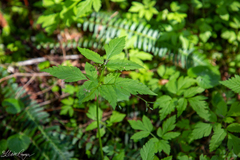 Osmorhiza purpurea