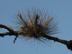 Tillandsia juncea