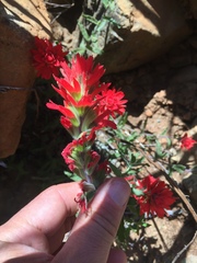 Castilleja martini martini