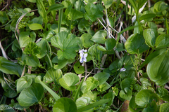 Viola epipsiloides