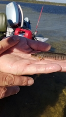 Fundulus similis