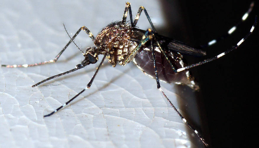 White-kneed Mosquito
