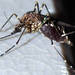 Aedes alboannulatus - Photo (c) Ellura Sanctuary,  זכויות יוצרים חלקיות (CC BY-NC), הועלה על ידי Ellura Sanctuary