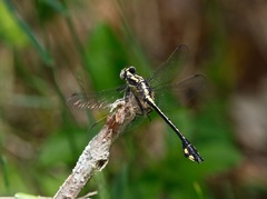 Gomphurus ventricosus