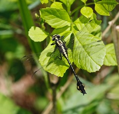 Gomphurus ventricosus