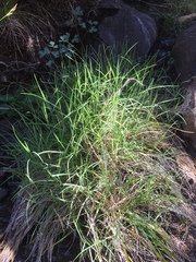 Muhlenbergia andina
