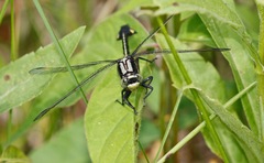 Gomphurus ventricosus