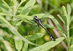 Gomphurus ventricosus