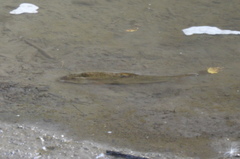 Catostomus commersonii