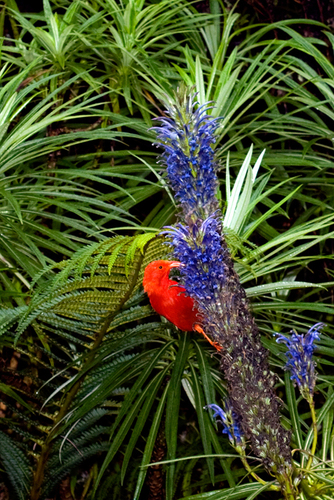 Lobelia grayana