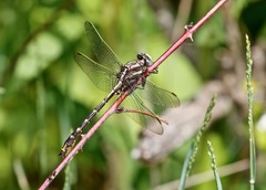 Phanogomphus lividus