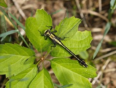 Gomphurus ventricosus